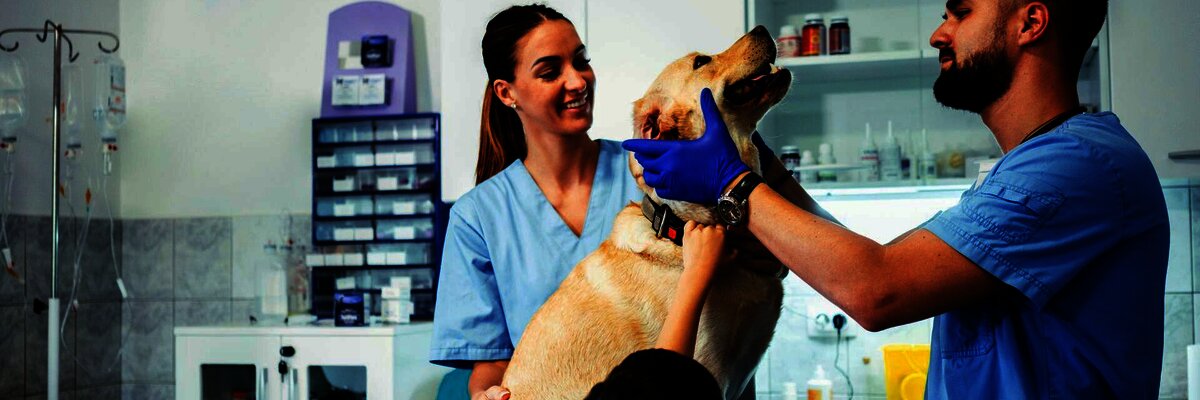 Veterinarian, nurse, and boy examine a dog in a clinic, showing a caring, professional environment