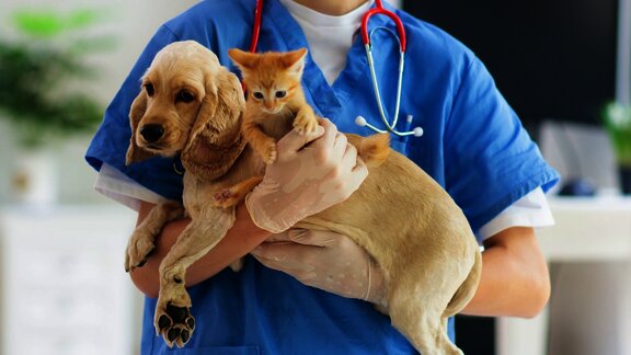 cat and dog at the veterinary