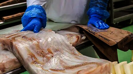 ryba žilina - v&yacute;roba rybac&iacute;ch produktov