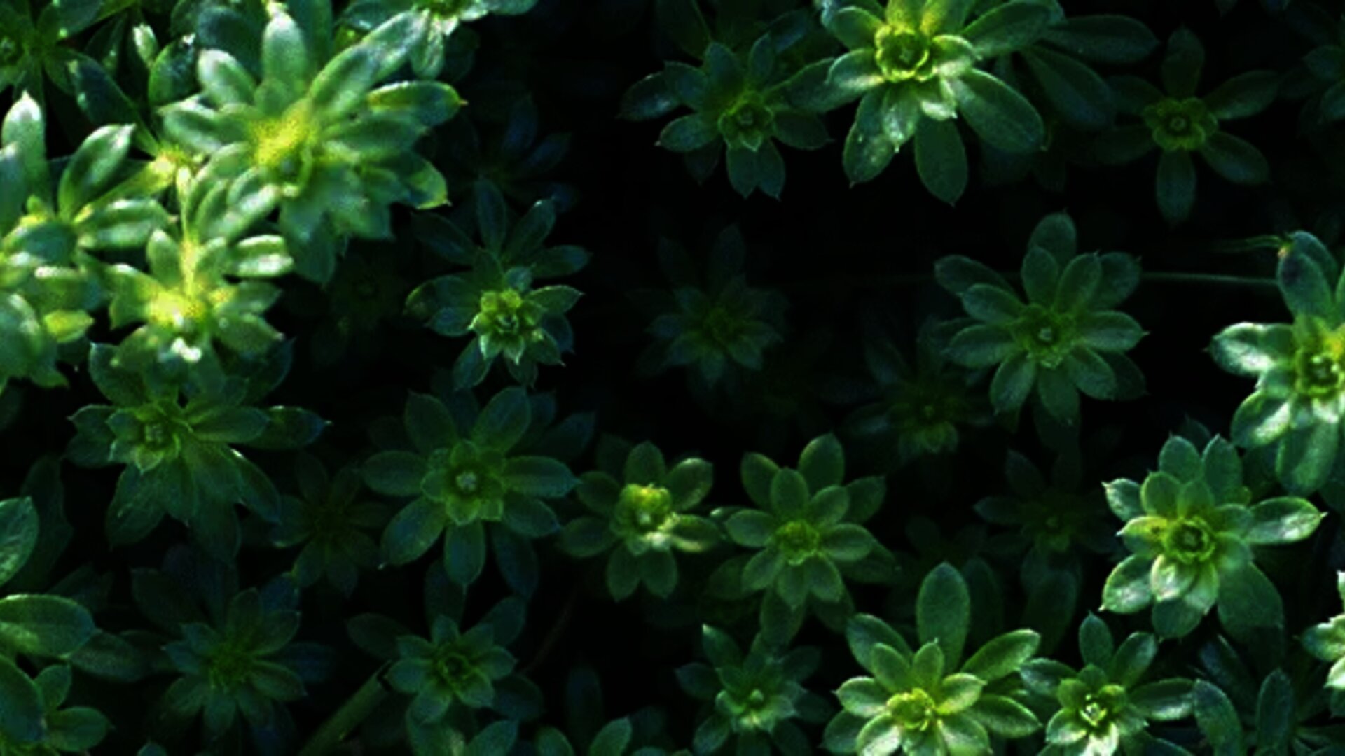 plants-in-dh&p-conservation-design