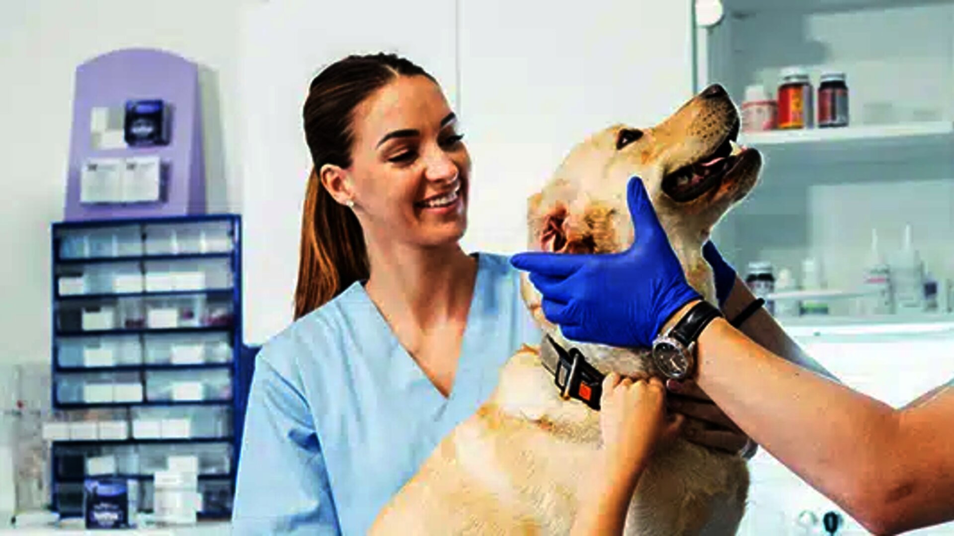Veterinary practice treats a dog - EDI Services for ARGE Tierarzneimittel