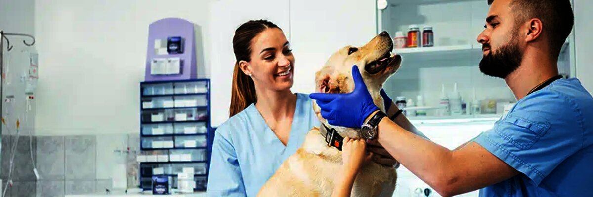 Veterinary practice treats a dog - EDI Services for ARGE Tierarzneimittel