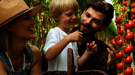 Familie erntet Tomaten