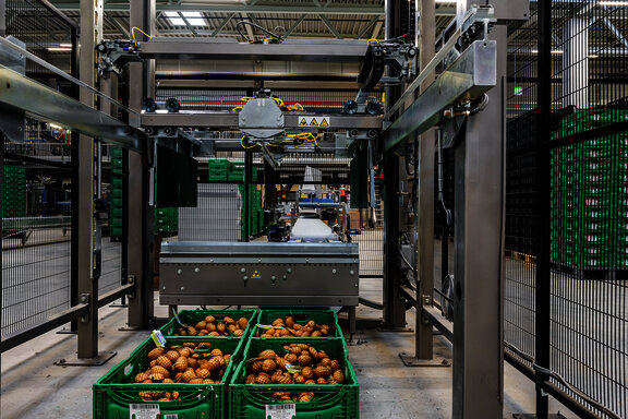 Kartoffelernte bei Dorfinger