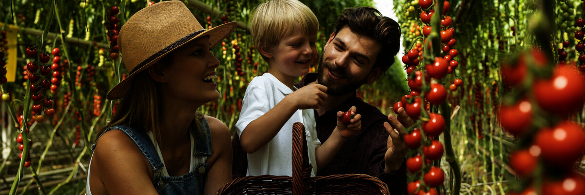 Family harvesting tomatoes