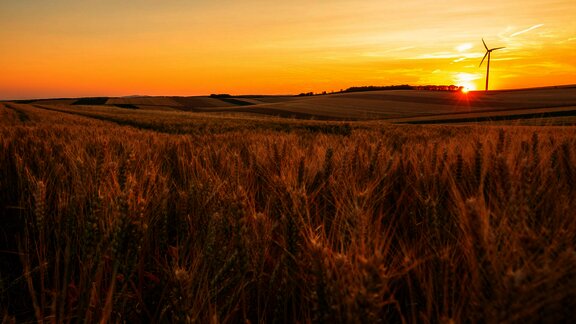 Weizenfeld und Windrad im Hintergrund